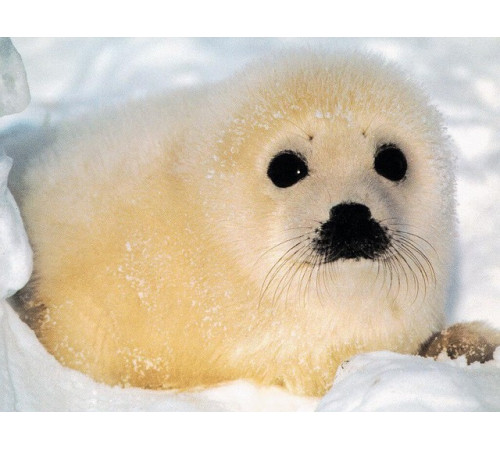 Жир морського котика в капсулах Вековий Схід