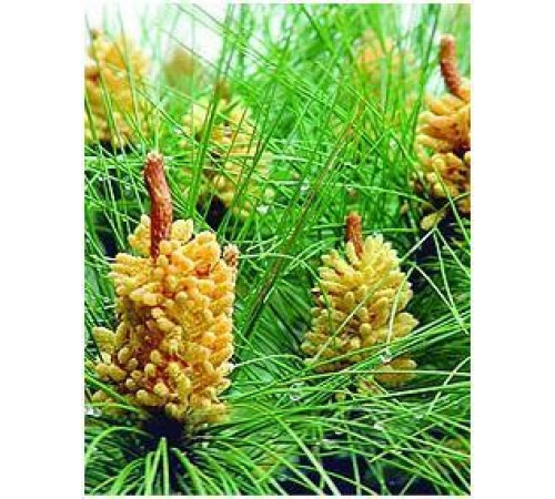 Пильця сосни Вековий Схід 999 Три дев'ятки