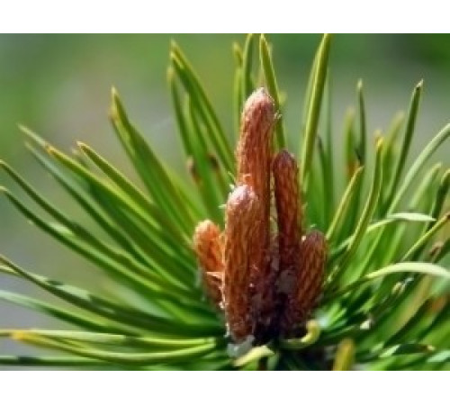 Пильця сосни Вековий Схід 999 Три дев'ятки