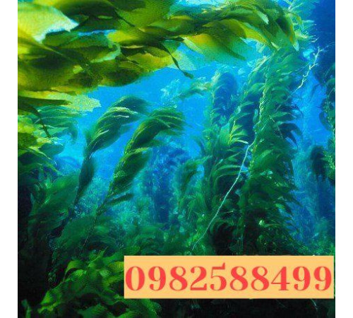 Капсули Dunaliella Salina Дуналиелла 100 шт