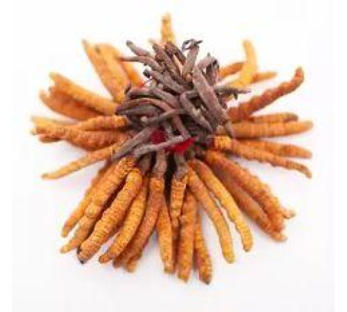 Кордіцепс королівський Cordyceps 100 шт
