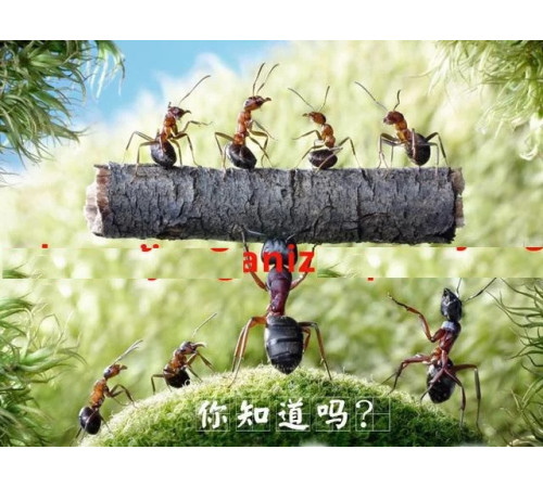 Ревматоїдні чорні мурахи в капсулах 100 шт.