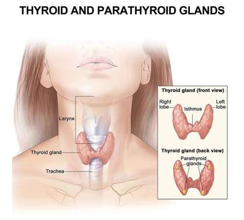 Турмаліновий Пластир для терапії щитоподібної залози 7 штук
