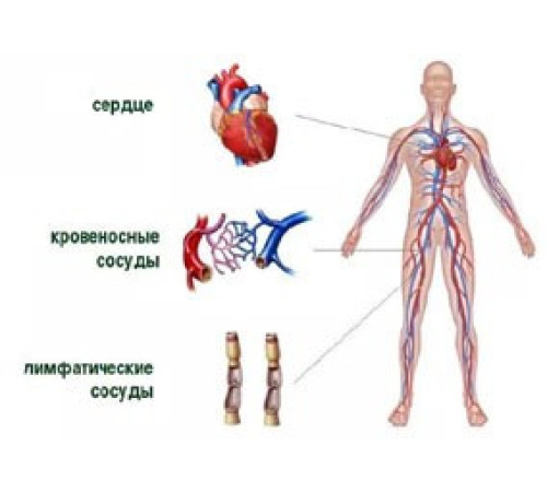 Май Гуань Фу Кан Пянь Mai Guan Fu Kang Pian для поліпшення кровообігу у разі варикозної хвори та тромбофлебіту