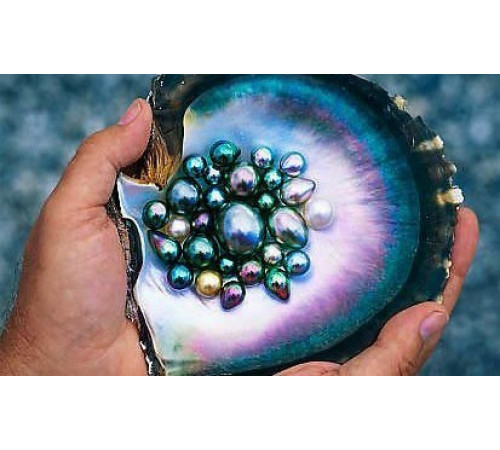 Продам Чорний жемчуг Таїті