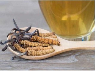 Кордицепс - це медичний китайський гриб, який володіє широким спектром дії.